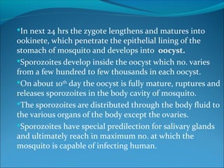 In next 24 hrs the zygote lengthens and matures into
ookinete, which penetrate the epithelial lining of the
stomach of mosquito and develops into oocyst.
Sporozoites develop inside the oocyst which no. varies
from a few hundred to few thousands in each oocyst.
On about 10th
day the oocyst is fully mature, ruptures and
releases sporozoites in the body cavity of mosquito.
The sporozoites are distributed through the body fluid to
the various organs of the body except the ovaries.
Sporozoites have special predilection for salivary glands
and ultimately reach in maximum no. at which the
mosquito is capable of infecting human.
 