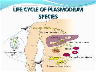 LIFE CYCLE OF PLASMODIUMLIFE CYCLE OF PLASMODIUM
SPECIESSPECIES
 
