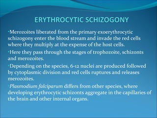 •Merozoites liberated from the primary exoerythrocytic
schizogony enter the blood stream and invade the red cells
where they multiply at the expense of the host cells.
•Here they pass through the stages of trophozoite, schizonts
and merozoites.
•Depending on the species, 6-12 nuclei are produced followed
by cytoplasmic division and red cells ruptures and releases
merozoites.
•Plasmodium falciparum differs from other species, where
developing erythrocytic schizonts aggregate in the capillaries of
the brain and other internal organs.
 