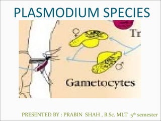 PLASMODIUM SPECIES
PRESENTED BY : PRABIN SHAH , B.Sc. MLT 5th
semester
 