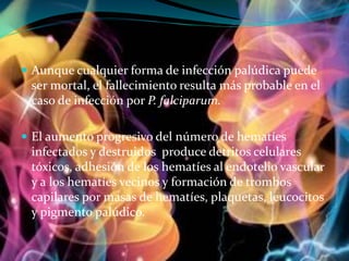  Aunque cualquier forma de infección palúdica puede
ser mortal, el fallecimiento resulta más probable en el
caso de infección por P. falciparum.
 El aumento progresivo del número de hematíes
infectados y destruidos produce detritos celulares
tóxicos, adhesión de los hematíes al endotelio vascular
y a los hematíes vecinos y formación de trombos
capilares por masas de hematíes, plaquetas, leucocitos
y pigmento palúdico.
 
