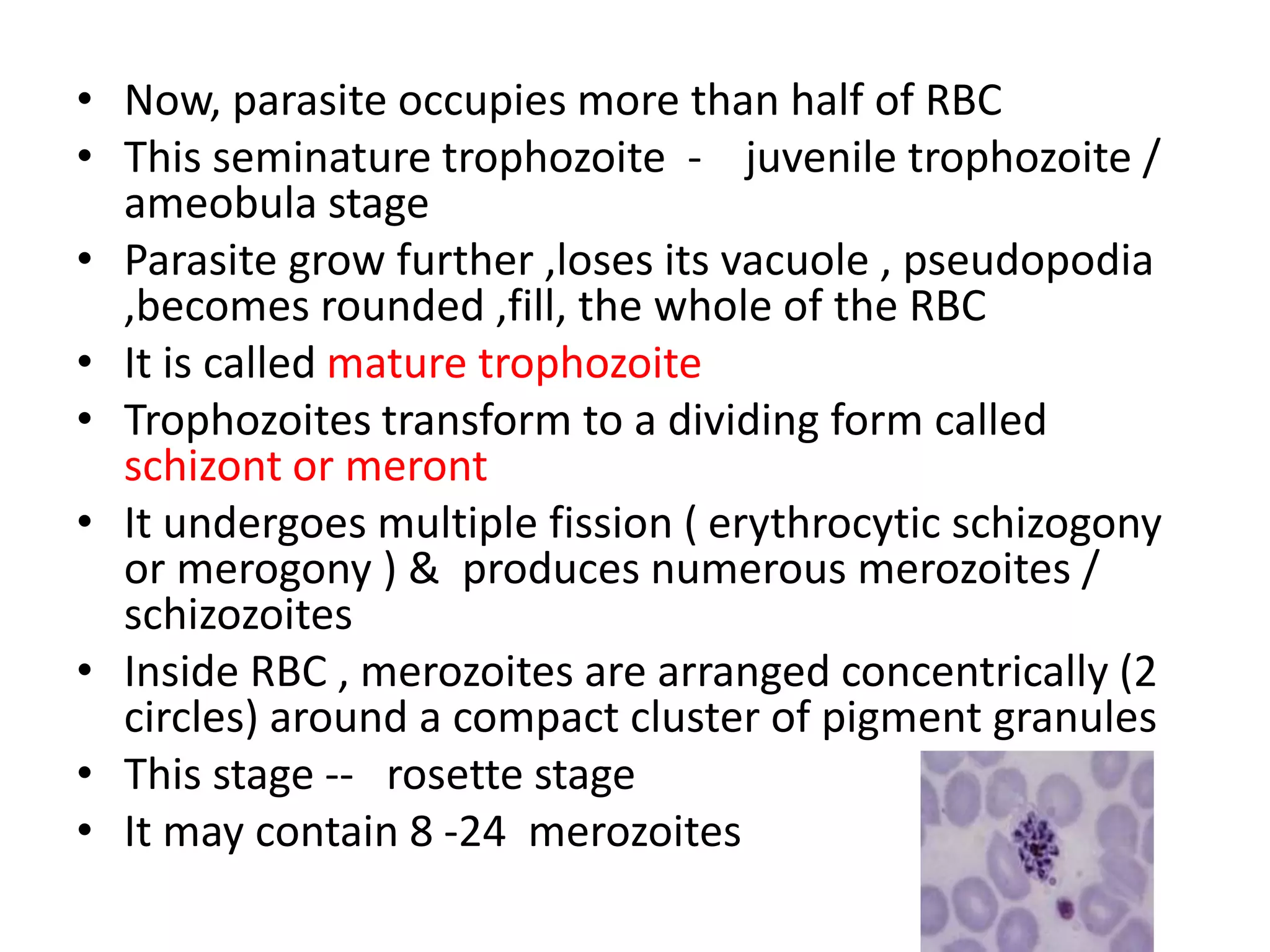 • Now, parasite occupies more than half of RBC
• This seminature trophozoite - juvenile trophozoite /
ameobula stage
• Parasite grow further ,loses its vacuole , pseudopodia
,becomes rounded ,fill, the whole of the RBC
• It is called mature trophozoite
• Trophozoites transform to a dividing form called
schizont or meront
• It undergoes multiple fission ( erythrocytic schizogony
or merogony ) & produces numerous merozoites /
schizozoites
• Inside RBC , merozoites are arranged concentrically (2
circles) around a compact cluster of pigment granules
• This stage -- rosette stage
• It may contain 8 -24 merozoites
 