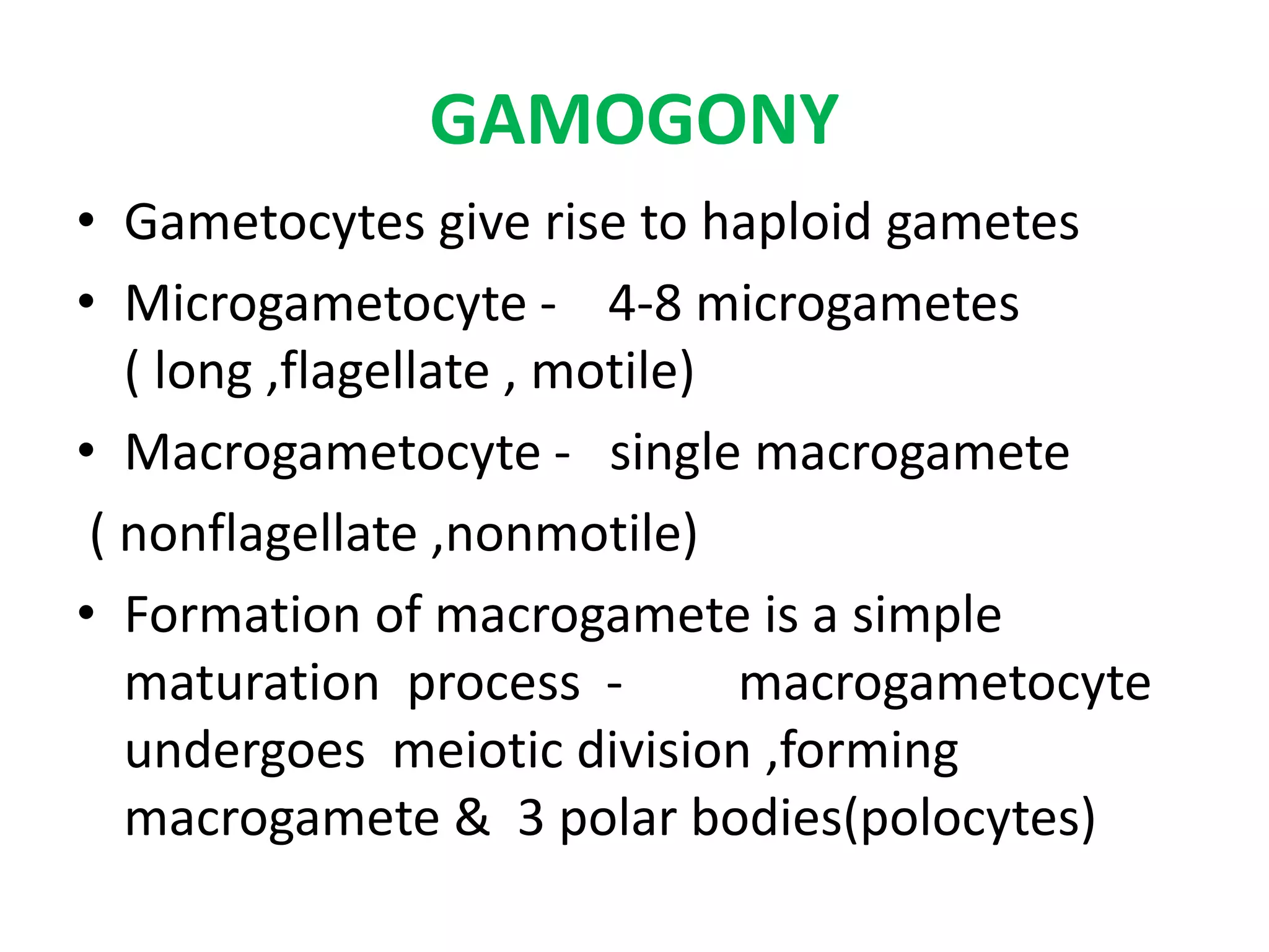 GAMOGONY
• Gametocytes give rise to haploid gametes
• Microgametocyte - 4-8 microgametes
( long ,flagellate , motile)
• Macrogametocyte - single macrogamete
( nonflagellate ,nonmotile)
• Formation of macrogamete is a simple
maturation process - macrogametocyte
undergoes meiotic division ,forming
macrogamete & 3 polar bodies(polocytes)
 