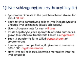 1)Liver schizogony(pre erythrocyticcycle)
• Sporozoites circulate in the peripheral blood stream for
about 30 min
• They get into parenchyma cells of liver (hepatocytes) to
undergo liver schizogony (tissue schizogony)
• Liver schizogony lasts for nearly 8 days
• Inside hepatocyte ,each sporozoite absorbs nutrients &
grows to a spherical trophozoite known as cryptozoite
• Soon ,it transforms form called cryptoschizont or
cryptomeront
• It undergoes multipe fission ,& give rise to numerous
800- 1000 cryptomerozoites
• Now, liver cell collapses, liberating merozoites into the
liver sinusoids
 