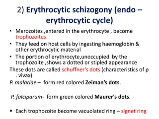 2) Erythrocytic schizogony (endo –
erythrocytic cycle)
• Merozoites ,entered in the erythrocyte , become
trophozoites
• They feed on host cells by ingesting haemoglobin &
other erythrocytic material
• The portion of erythrocyte,unoccupied by the
trophozoite ,shows a dotted or stipled appearance
These dots are called schuffner’s dots (characteristics of p
. vivax)
P. malariae – form red colored Zeiman’s dots.
P. falciparum- form green colored Maurer’s dots.
 Each trophozoite become vacuolated ring – signet ring
 
