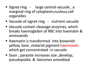 Signet ring - large central vacuole , a
marginal ring of cytoplasm,nucleus,cell
organelles
 Vacuole of signet ring - nutrient vacuole
 Vacuole contain cleavage enzymes, which
breaks haemoglobin of RBC into haematin &
aminoacids
 Haematin is transformed into brownish
yellow, toxic ,malarial pigment haemozoin
which get concentrated in vacuole
 Soon , parasite increases size ,develop,
pseudopodia & becomes ameobiod
 