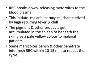 • RBC breaks down, releasing merozoites to the
blood plasma
• This initiate malarial paroxysm ,characterized
by high recurring fever & chill
• The pigment & other products get
accumulated in the spleen or beneath the
skin,give a pale yellow colour to malarial
patients
• Some merozoites perish & other penetrate
into fresh RBC within 10-15 min to repeat the
cycle
 