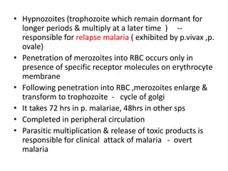 • Hypnozoites (trophozoite which remain dormant for
longer periods & multiply at a later time ) --
responsible for relapse malaria ( exhibited by p.vivax ,p.
ovale)
• Penetration of merozoites into RBC occurs only in
presence of specific receptor molecules on erythrocyte
membrane
• Following penetration into RBC ,merozoites enlarge &
transform to trophozoite - cycle of golgi
• It takes 72 hrs in p. malariae, 48hrs in other sps
• Completed in peripheral circulation
• Parasitic multiplication & release of toxic products is
responsible for clinical attack of malaria - overt
malaria
 