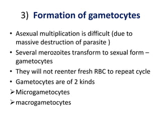 3) Formation of gametocytes
• Asexual multiplication is difficult (due to
massive destruction of parasite )
• Several merozoites transform to sexual form –
gametocytes
• They will not reenter fresh RBC to repeat cycle
• Gametocytes are of 2 kinds
Microgametocytes
macrogametocytes
 