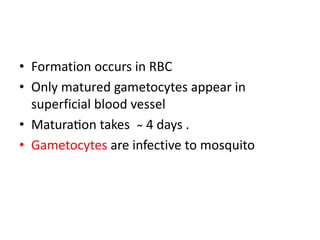 • Formation occurs in RBC
• Only matured gametocytes appear in
superficial blood vessel
• Maturation takes ̴ 4 days .
• Gametocytes are infective to mosquito
 