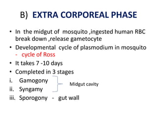B) EXTRA CORPOREAL PHASE
• In the midgut of mosquito ,ingested human RBC
break down ,release gametocyte
• Developmental cycle of plasmodium in mosquito
- cycle of Ross
• It takes 7 -10 days
• Completed in 3 stages
i. Gamogony
ii. Syngamy
iii. Sporogony - gut wall
Midgut cavity
 
