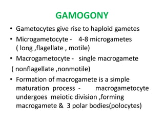 GAMOGONY
• Gametocytes give rise to haploid gametes
• Microgametocyte - 4-8 microgametes
( long ,flagellate , motile)
• Macrogametocyte - single macrogamete
( nonflagellate ,nonmotile)
• Formation of macrogamete is a simple
maturation process - macrogametocyte
undergoes meiotic division ,forming
macrogamete & 3 polar bodies(polocytes)
 