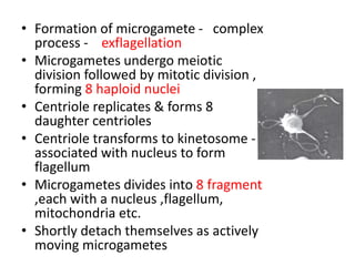 • Formation of microgamete - complex
process - exflagellation
• Microgametes undergo meiotic
division followed by mitotic division ,
forming 8 haploid nuclei
• Centriole replicates & forms 8
daughter centrioles
• Centriole transforms to kinetosome -
associated with nucleus to form
flagellum
• Microgametes divides into 8 fragment
,each with a nucleus ,flagellum,
mitochondria etc.
• Shortly detach themselves as actively
moving microgametes
 