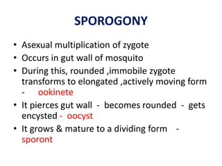 SPOROGONY
• Asexual multiplication of zygote
• Occurs in gut wall of mosquito
• During this, rounded ,immobile zygote
transforms to elongated ,actively moving form
- ookinete
• It pierces gut wall - becomes rounded - gets
encysted - oocyst
• It grows & mature to a dividing form -
sporont
 