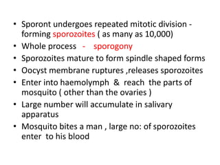 • Sporont undergoes repeated mitotic division -
forming sporozoites ( as many as 10,000)
• Whole process - sporogony
• Sporozoites mature to form spindle shaped forms
• Oocyst membrane ruptures ,releases sporozoites
• Enter into haemolymph & reach the parts of
mosquito ( other than the ovaries )
• Large number will accumulate in salivary
apparatus
• Mosquito bites a man , large no: of sporozoites
enter to his blood
 