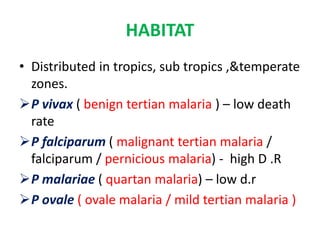 HABITAT
• Distributed in tropics, sub tropics ,&temperate
zones.
P vivax ( benign tertian malaria ) – low death
rate
P falciparum ( malignant tertian malaria /
falciparum / pernicious malaria) - high D .R
P malariae ( quartan malaria) – low d.r
P ovale ( ovale malaria / mild tertian malaria )
 