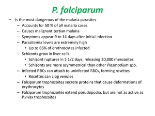 P. falciparum
• Is the most dangerous of the malaria parasites
– Accounts for 50 % of all malaria cases
– Causes malignant tertian malaria
– Symptoms appear 9 to 14 days after initial infection
– Parasitemia levels are extremely high
• Up to 65% of erythrocytes infected
– Schizonts grow in liver cells
• Schizont ruptures in 5 1/2 days, releasing 30,000 merozoites
• Schizonts are more asymmetrical than other Plasmodium spp.
– Infected RBCs can attach to uninfected RBCs, forming rosettes
• Rosettes can clog venules
– Falciparum trophozoites secrete proteins that cause deformations of
erythrocytes
– Falciparum trophozoites extend pseudopodia, but are not as active as
P.vivax trophozoites
 