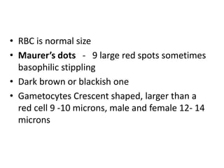 • RBC is normal size
• Maurer’s dots - 9 large red spots sometimes
basophilic stippling
• Dark brown or blackish one
• Gametocytes Crescent shaped, larger than a
red cell 9 -10 microns, male and female 12- 14
microns
 