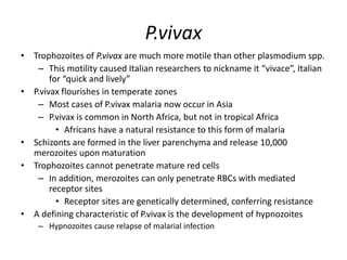 P.vivax
• Trophozoites of P.vivax are much more motile than other plasmodium spp.
– This motility caused Italian researchers to nickname it “vivace”, Italian
for “quick and lively”
• P.vivax flourishes in temperate zones
– Most cases of P.vivax malaria now occur in Asia
– P.vivax is common in North Africa, but not in tropical Africa
• Africans have a natural resistance to this form of malaria
• Schizonts are formed in the liver parenchyma and release 10,000
merozoites upon maturation
• Trophozoites cannot penetrate mature red cells
– In addition, merozoites can only penetrate RBCs with mediated
receptor sites
• Receptor sites are genetically determined, conferring resistance
• A defining characteristic of P.vivax is the development of hypnozoites
– Hypnozoites cause relapse of malarial infection
 