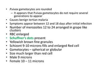 • P.vivax gametocytes are rounded
– It appears that P.vivax gametocytes do not require several
generations to appear
• Causes benign tertian malaria
• Symptoms appear between 12 and 18 days after initial infection
• Number of merozoites 12 to 24 arranged in grape like
clusters
• RBC enlarged
• Schuffner’s dots present
• Yellowish brown fine granules
• Schizont 9-10 microns fills and enlarged Red cell
• Gametocytes – spherical or globular
• Size much larger than red cell
• Male 9 microns
• Female 10 – 11 microns
 