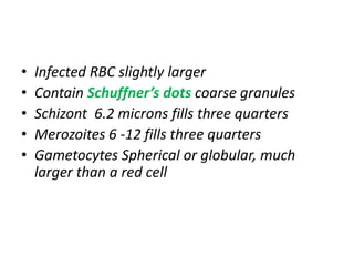 • Infected RBC slightly larger
• Contain Schuffner’s dots coarse granules
• Schizont 6.2 microns fills three quarters
• Merozoites 6 -12 fills three quarters
• Gametocytes Spherical or globular, much
larger than a red cell
 