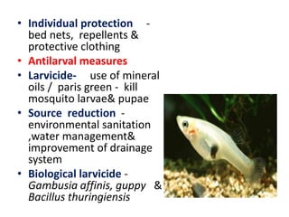 • Individual protection -
bed nets, repellents &
protective clothing
• Antilarval measures
• Larvicide- use of mineral
oils / paris green - kill
mosquito larvae& pupae
• Source reduction -
environmental sanitation
,water management&
improvement of drainage
system
• Biological larvicide -
Gambusia affinis, guppy &
Bacillus thuringiensis
 