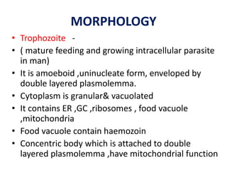 MORPHOLOGY
• Trophozoite -
• ( mature feeding and growing intracellular parasite
in man)
• It is amoeboid ,uninucleate form, enveloped by
double layered plasmolemma.
• Cytoplasm is granular& vacuolated
• It contains ER ,GC ,ribosomes , food vacuole
,mitochondria
• Food vacuole contain haemozoin
• Concentric body which is attached to double
layered plasmolemma ,have mitochondrial function
 