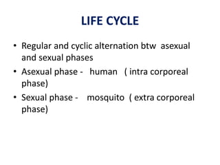 LIFE CYCLE
• Regular and cyclic alternation btw asexual
and sexual phases
• Asexual phase - human ( intra corporeal
phase)
• Sexual phase - mosquito ( extra corporeal
phase)
 