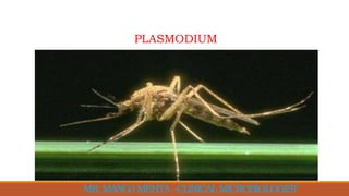 PLASMODIUM
MR.MANOJMEHTA -CLINICALMICROBIOLOGIST
 
