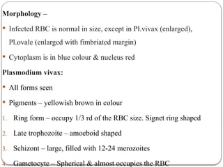 Plasmodium.pptx for medical microbiology | PPTX