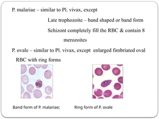 Plasmodium.pptx for medical microbiology | PPTX
