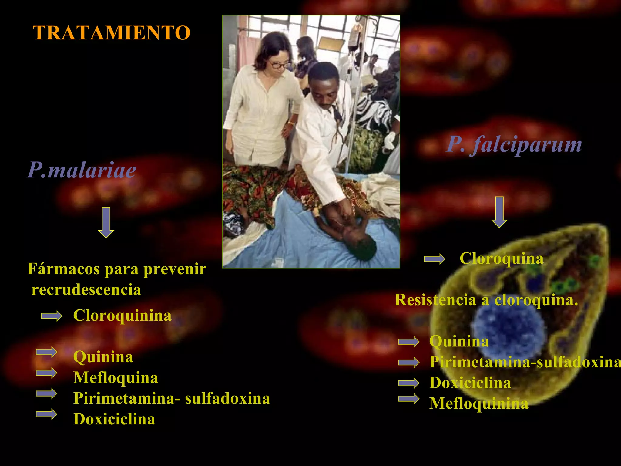 TRATAMIENTO P.malariae P. falciparum Fármacos para prevenir recrudescencia Cloroquina Resistencia a cloroquina. Quinina Pirimetamina-sulfadoxina Doxiciclina Mefloquinina Cloroquinina Quinina Mefloquina Pirimetamina- sulfadoxina Doxiciclina 