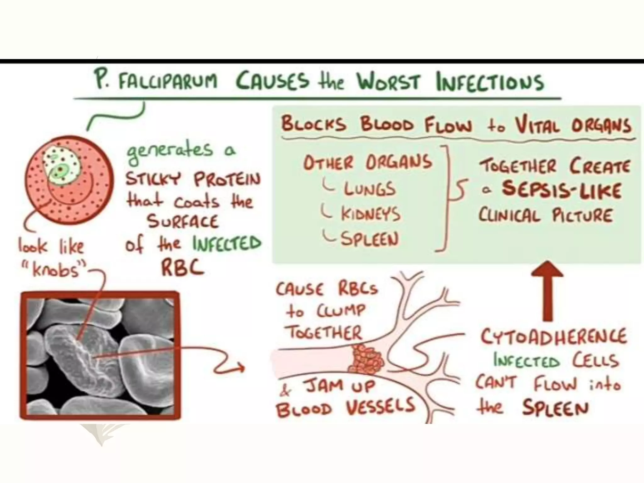 Plasmodium | PPTX | Biological Sciences | Science