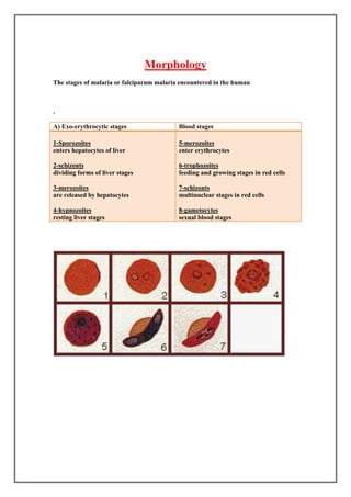 Morphology
The stages of malaria or falciparum malaria encountered in the human




A) Exo-erythrocytic stages                 Blood stages

1-Sporozoites                              5-merozoites
enters hepatocytes of liver                enter erythrocytes

2-schizonts                                6-trophozoites
dividing forms of liver stages             feeding and growing stages in red cells

3-merozoites                               7-schizonts
are released by hepatocytes                multinuclear stages in red cells

4-hypnozoites                              8-gametocytes
resting liver stages                       sexual blood stages
 
