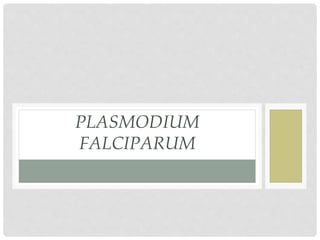 PLASMODIUM
FALCIPARUM
 
