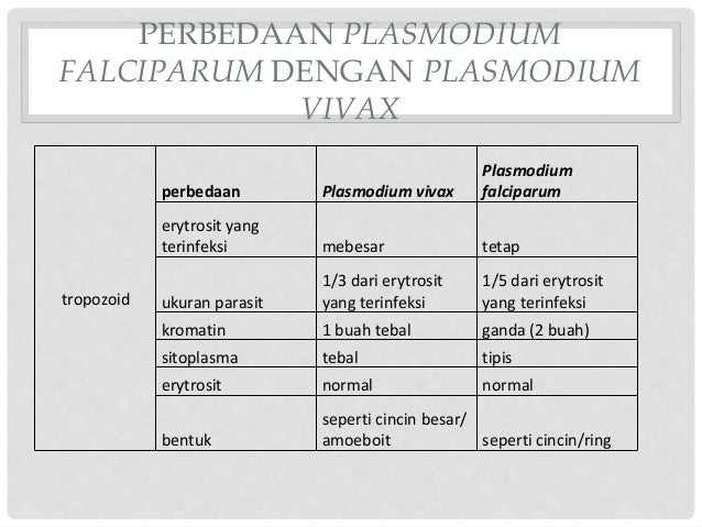 Plasmodium falciparum