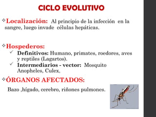 Localización: Al principio de la infección en la
sangre, luego invade células hepáticas.
Hospederos:
 Definitivos: Humano, primates, roedores, aves
y reptiles (Lagartos).
 Intermediarios - vector: Mosquito
Anopheles, Culex,
ÓRGANOS AFECTADOS:
Bazo ,hígado, cerebro, riñones pulmones.
CICLO EVOLUTIVO
 