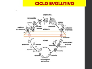 CICLO EVOLUTIVO
 