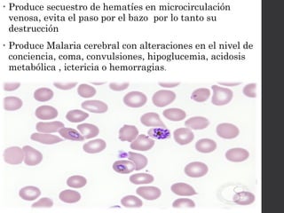 • Produce secuestro de hematíes en microcirculación
venosa, evita el paso por el bazo por lo tanto su
destrucción
• Produce Malaria cerebral con alteraciones en el nivel de
conciencia, coma, convulsiones, hipoglucemia, acidosis
metabólica , ictericia o hemorragias.
 