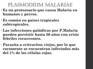 Plasmodium malariae
• Es un protozoario que causa Malaria en
humanos y perros.
• Es común en países tropicales
subtropicales.
• Las infecciones palúdicas por P.Malaria
pueden persistir hasta 50 años con crisis
febriles recurrentes.
• Parasita a eritrocitos viejos, por lo que
raramente se encuentran infectadas más
del 1% de las células rojas.
 