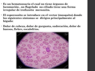• Es un hematozoario el cual no tiene órganos de
locomoción , no flagelado no ciliado tiene una forma
irregular de trofozoito merozoito.
• El esporozoito se introduce en el vector (mosquito) donde
los siguientes síntomas se dirigen principalmente al
hígado:
• Dolor de cabeza, dolor de garganta, sudoración, dolor de
huesos, fiebre, escalofríos.
 
