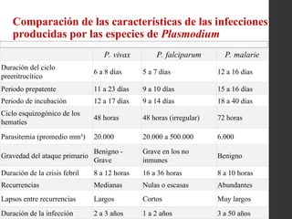 Comparación de las características de las infecciones
producidas por las especies de Plasmodium
P. vivax P. falciparum P. malarie
Duración del ciclo
preeritrocítico
6 a 8 días 5 a 7 días 12 a 16 días
Periodo prepatente 11 a 23 días 9 a 10 días 15 a 16 días
Periodo de incubación 12 a 17 días 9 a 14 días 18 a 40 días
Ciclo esquizogónico de los
hematíes
48 horas 48 horas (irregular) 72 horas
Parasitemia (promedio mm³) 20.000 20.000 a 500.000 6.000
Gravedad del ataque primario
Benigno -
Grave
Grave en los no
inmunes
Benigno
Duración de la crisis febril 8 a 12 horas 16 a 36 horas 8 a 10 horas
Recurrencias Medianas Nulas o escasas Abundantes
Lapsos entre recurrencias Largos Cortos Muy largos
Duración de la infección 2 a 3 años 1 a 2 años 3 a 50 años
 