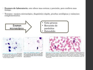 • Examen de laboratorio, este ofrece mas certeza y precisión, pero conlleva mas
tiempo.
• Tenemos examen microscópico, diagnóstico rápido, pruebas serológicas y exámenes
complementarios.
Examen
microscópico
• Gota gruesa
• Recuento de
parásitos
• Extendido
 