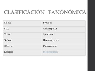 CLASIFICACIÓN TAXONÓMICA
Reino: Protista
Filo: Apicomplexa
Clase: Sporozoa
Orden: Haemosporida
Género: Plasmodium
Especie: P. falciparum
 