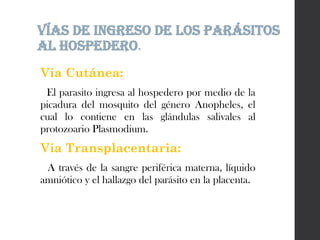 Vía Cutánea:
El parasito ingresa al hospedero por medio de la
picadura del mosquito del género Anopheles, el
cual lo contiene en las glándulas salivales al
protozoario Plasmodium.
Vía Transplacentaria:
A través de la sangre periférica materna, líquido
amniótico y el hallazgo del parásito en la placenta.
VÍAS DE INGRESO DE LOS Parásitos
AL HOSPEDERO.
 