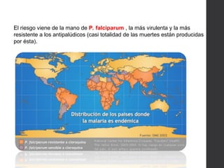 El riesgo viene de la mano de P. falciparum , la más virulenta y la más
resistente a los antipalúdicos (casi totalidad de las muertes están producidas
por ésta).
 