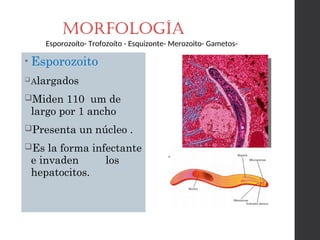 MORFOLOGÍA
• Esporozoito
Alargados
Miden 110 um de
largo por 1 ancho
Presenta un núcleo .
Es la forma infectante
e invaden los
hepatocitos.
Esporozoíto- Trofozoíto - Esquizonte- Merozoito- Gametos-
 