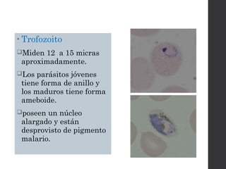 • Trofozoito
Miden 12 a 15 micras
aproximadamente.
Los parásitos jóvenes
tiene forma de anillo y
los maduros tiene forma
ameboide.
poseen un núcleo
alargado y están
desprovisto de pigmento
malario.
 