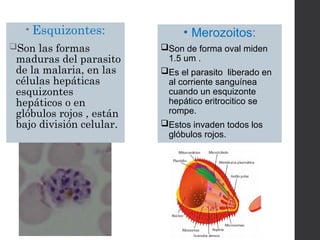 • Esquizontes:
Son las formas
maduras del parasito
de la malaria, en las
células hepáticas
esquizontes
hepáticos o en
glóbulos rojos , están
bajo división celular.
• Merozoitos:
Son de forma oval miden
1.5 um .
Es el parasito liberado en
al corriente sanguínea
cuando un esquizonte
hepático eritrocitico se
rompe.
Estos invaden todos los
glóbulos rojos.
 