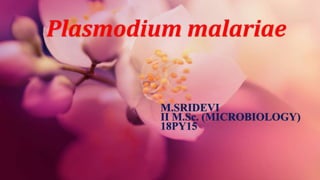 Plasmodium malariae
M.SRIDEVI
II M.Sc. (MICROBIOLOGY)
18PY15
 